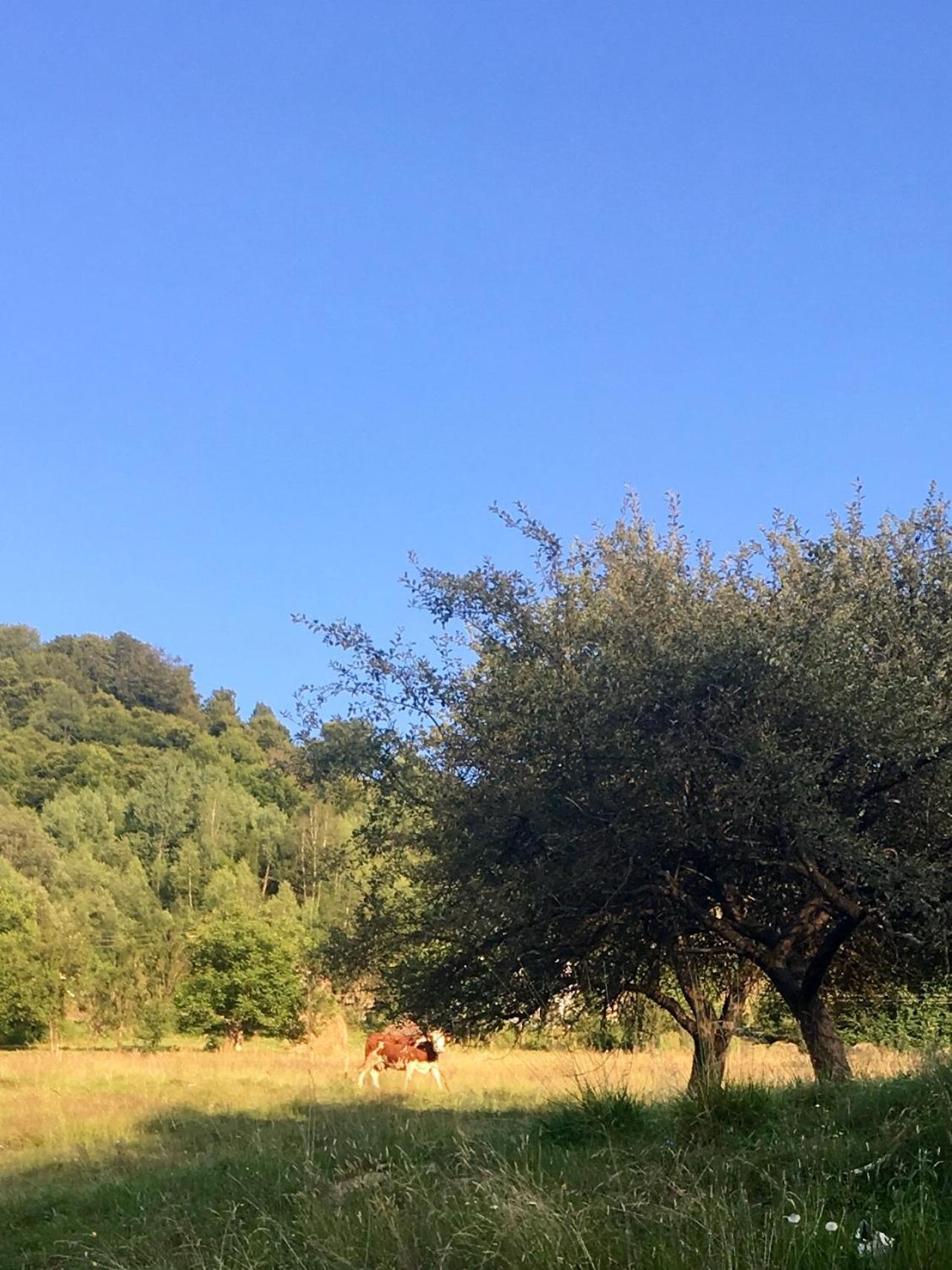 Cabana Baraj Apuseni Mountains Mihoesti Luaran gambar